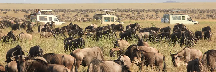 Northern Serengeti