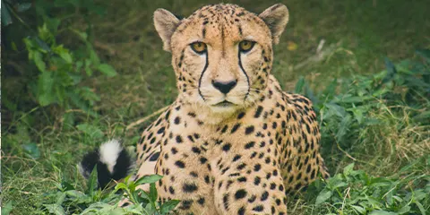 cover-3 Days Serengeti and Ngorongoro Wilderness Safari