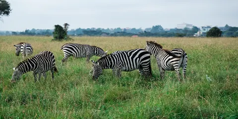 cover-3 Days Wildlife Group Safari to Ngorongoro and Tarangire