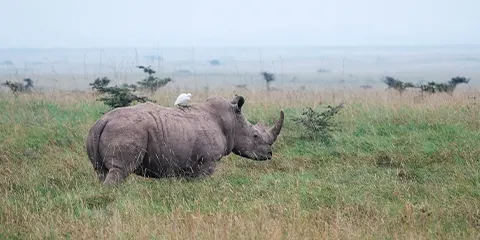 cover-3 Days Wildlife Private Safari Serengeti and Ngorongoro