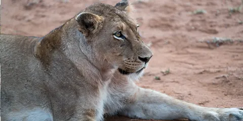 cover-2 Days Group Join Safari to Manyara and Ngorongoro
