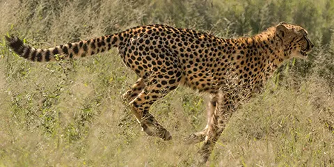 cover-3 Days Serengeti and Ngorongoro a Wildlife Safari