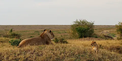 cover-3 Days The Big 5 Camping Private Trip in Serengeti