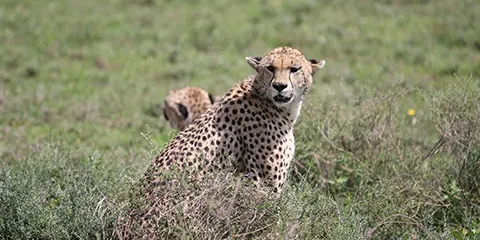 cover-3 Days Group Safari to Tarangire Ngorongoro and Manyara