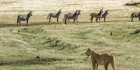 cover-3 Days Tarangire Ngorongoro and Manyara Private Safari