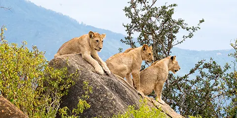cover-3 Days Tarangire Ngorongoro and Manyara Private Safari 