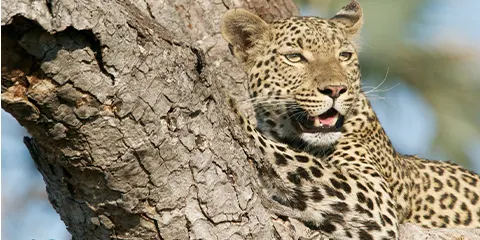 cover-2 Days Budget Group Join Safari to Manyara and Ngorongoro