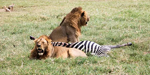 cover-2 Days Manyara and Ngorongoro Best Group Joining Safari
