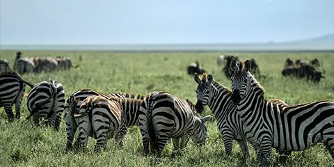 cover-3 Days Serengeti and Ngorongoro Safari Escape