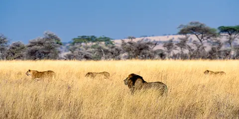 cover-3 Days Wildlife in Serengeti Budget Camping Private Tour