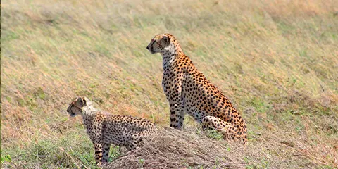 cover-3 Days Serengeti and Ngorongoro Private Safari