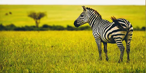 cover-3 Days Serengeti Budget Private Safari with Big 5 Trip