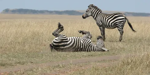 cover-2 Days Group Joining Safari to Manyara and Ngorongoro