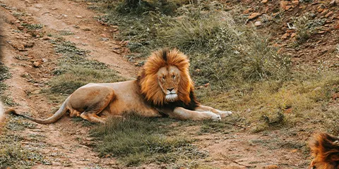 cover-2 Days Group Join Safari Tour to Manyara and Ngorongoro
