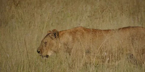 cover-2 Days Group Joining Safari to Manyara and Ngorongoro
